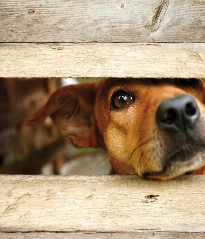 adotta un cane, adotta un gatto