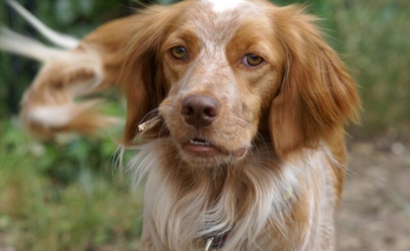 Balù è stato adottato!