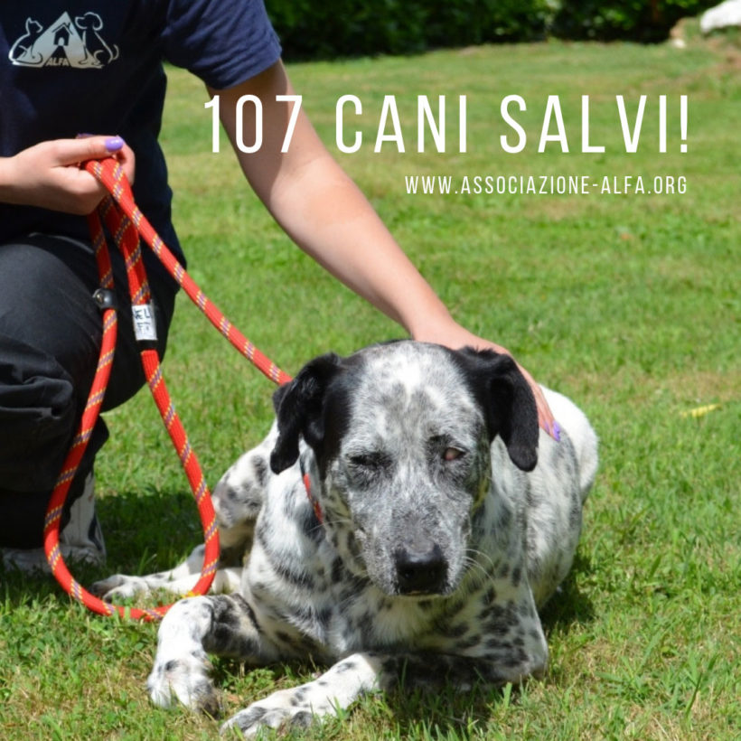 107 cani salvati dal trasferimento!