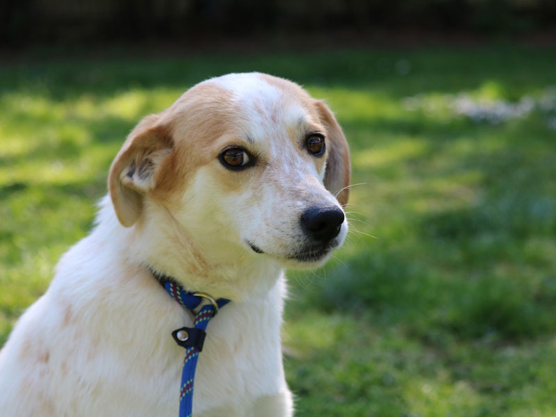 Adotta Un Cane Adulto Alfa Associazione Love For Animals
