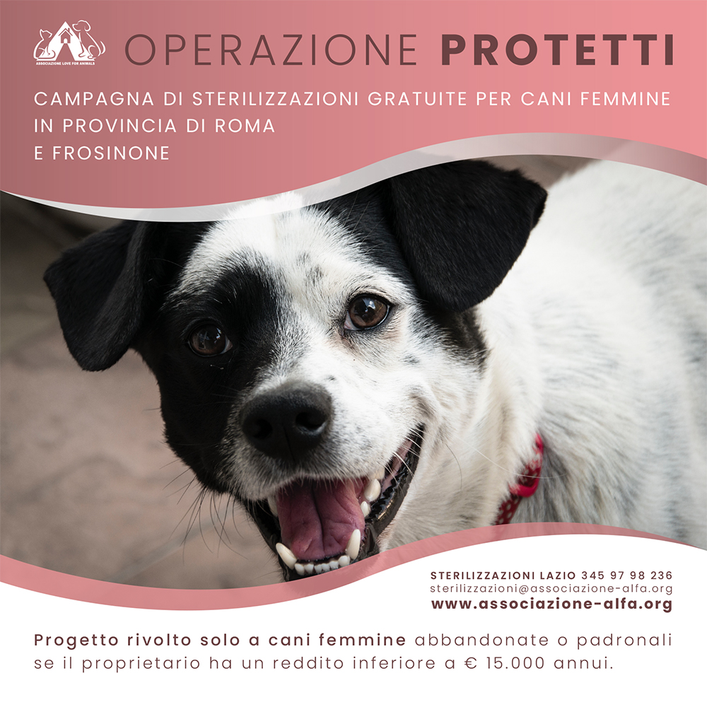 Operazione Protetti Sterilizzazioni Gratuite In Provincia Di Roma E