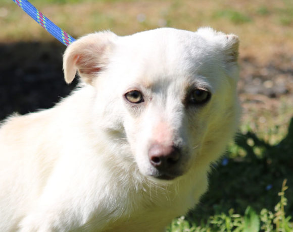 Adotta Un Cane Adulto Alfa Associazione Love For Animals