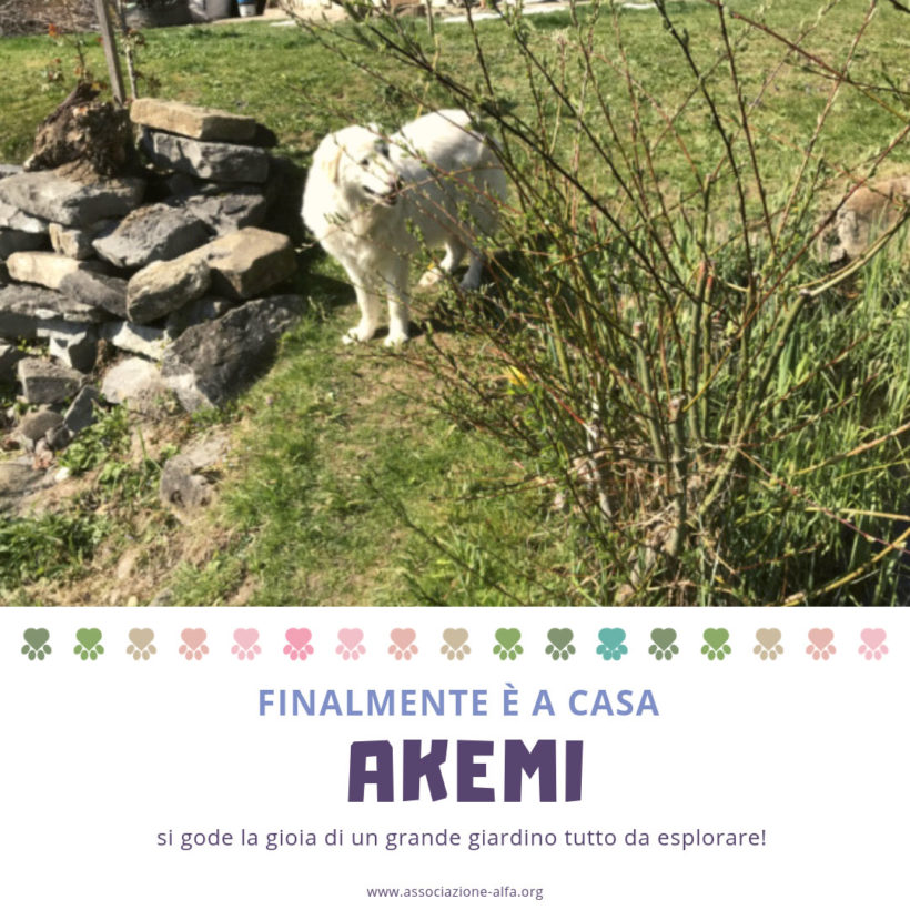 #happyend per Akemi, finalmente è a casa!