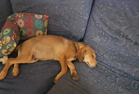 Medoro si è impossessato del divano