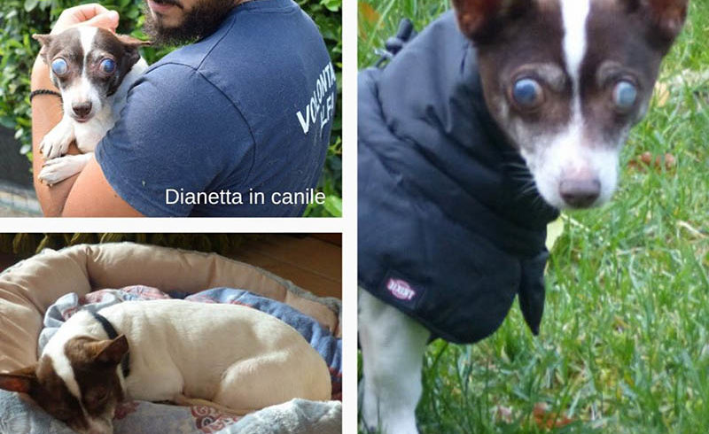 Dianetta oggi a casa