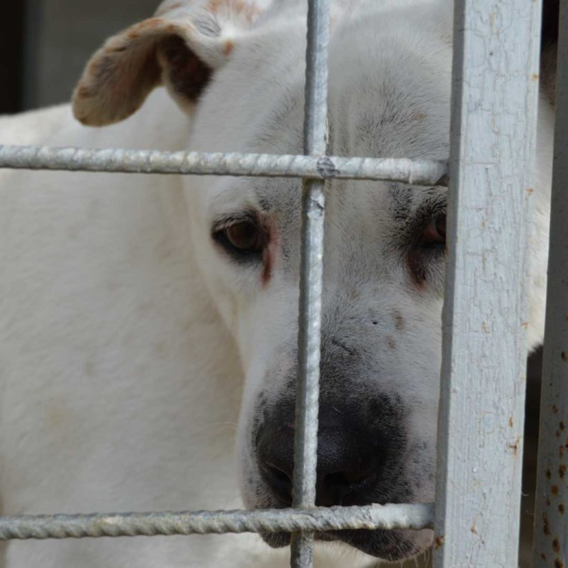 CORONAVIRUS: siamo tutti come cani in gabbia.