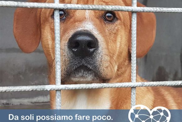 Dona 1€ al mese – Insieme possiamo salvare oltre 400 animali abbandonati