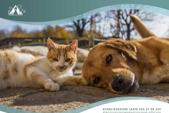 Sterilizzazioni gratuite cani e gatti nel Lazio Sterilizzazioni gratuite cani e gatti nel Lazio