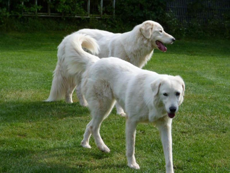 Acilio e Mimma: due cani meglio di uno solo