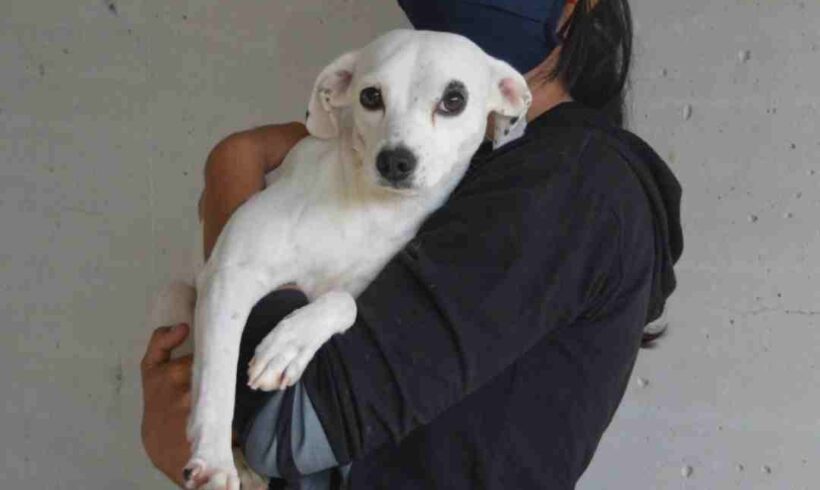 Campagna adozioni per oltre 30 cagnolini sequestrati da maltrattamenti