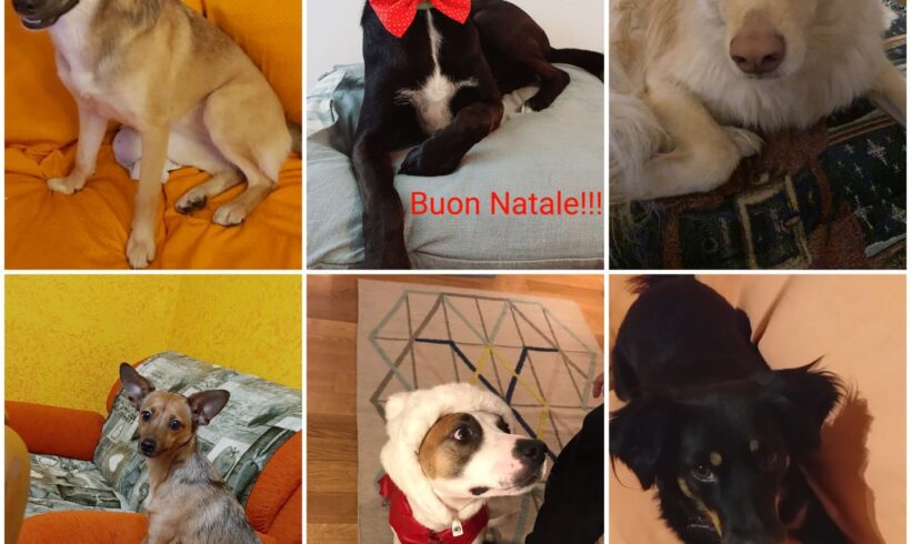 🧡 Gli auguri di buon Natale dei nostri adottanti🌲🎅