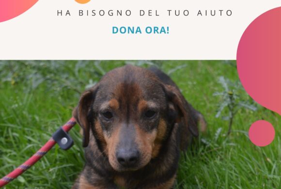 Il piccolo Dacky e la Leishmania