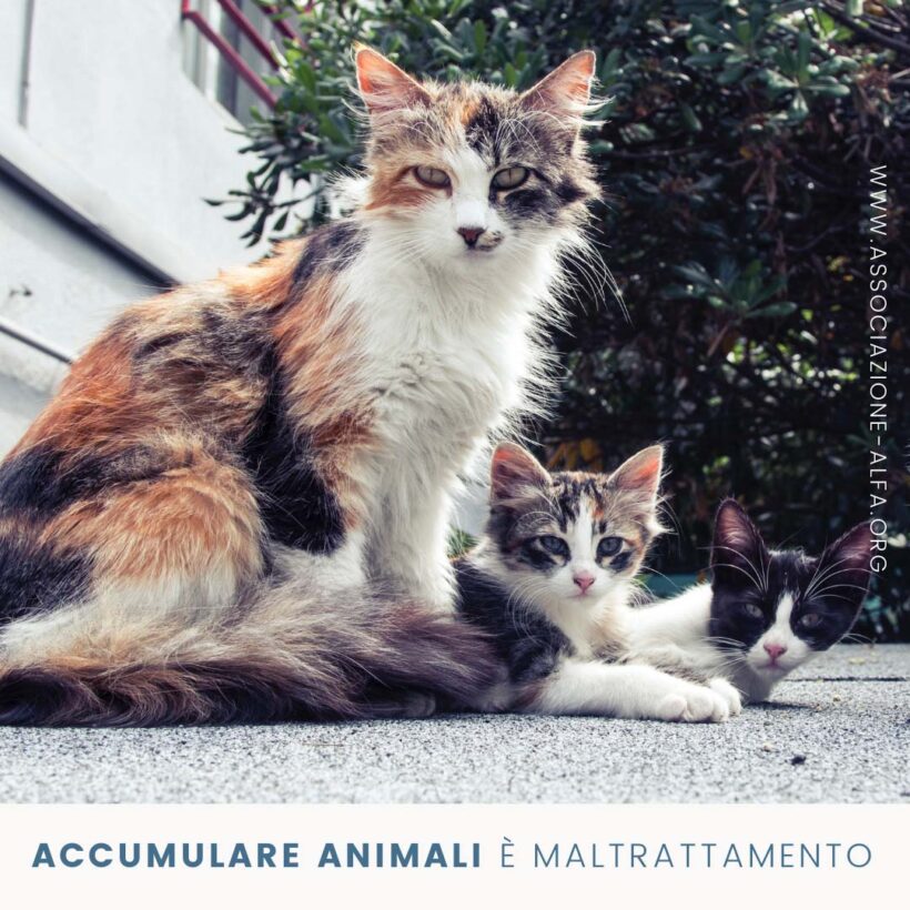 Animal Hoarding: il maltrattamento degli accumulatori di animali