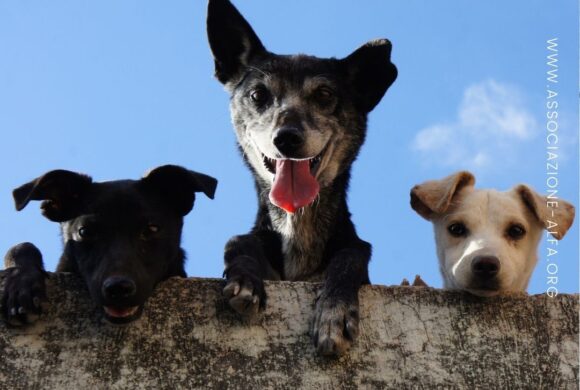 Come si calcola l’età dei cani in anni umani?