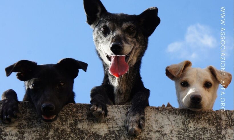 Come si calcola l’età dei cani in anni umani?