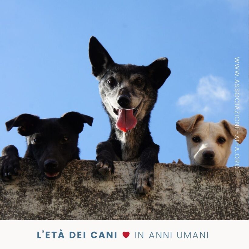 Come si calcola l’età dei cani in anni umani?