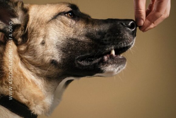 Perché i cani annusano le parti intime degli esseri umani?