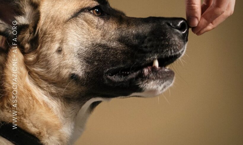 Perché i cani annusano le parti intime degli esseri umani?