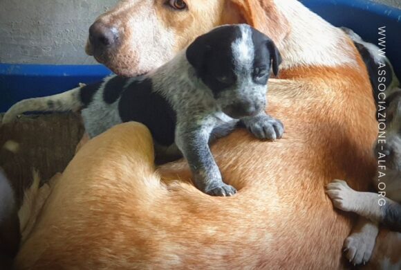 Raccolta fondi: Sarabi e i suoi sette cuccioli