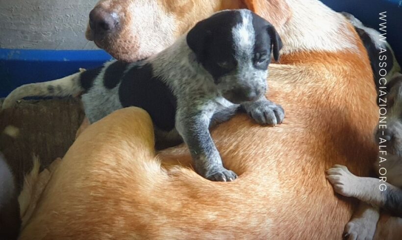 Raccolta fondi: Sarabi e i suoi sette cuccioli