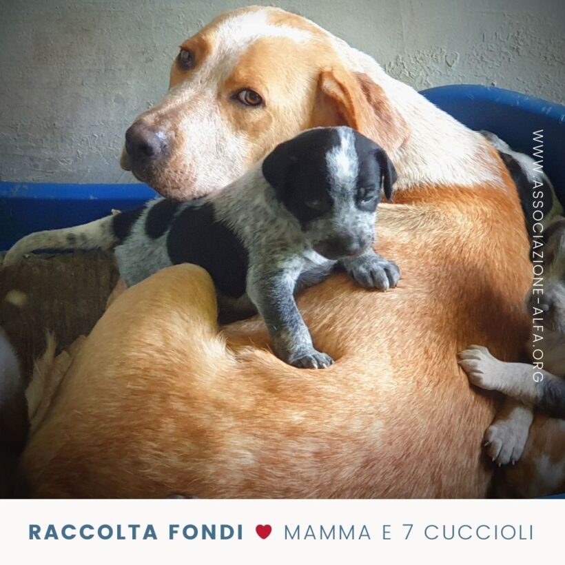 Raccolta fondi: Sarabi e i suoi sette cuccioli