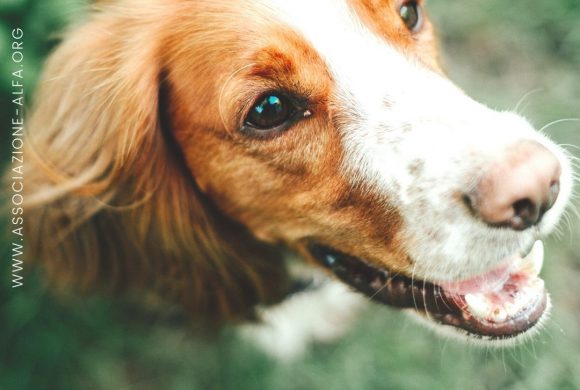 PAPPATACI, ZECCHE, PULCI E ZANZARE: ECCO COME PROTEGGERE IL TUO CANE