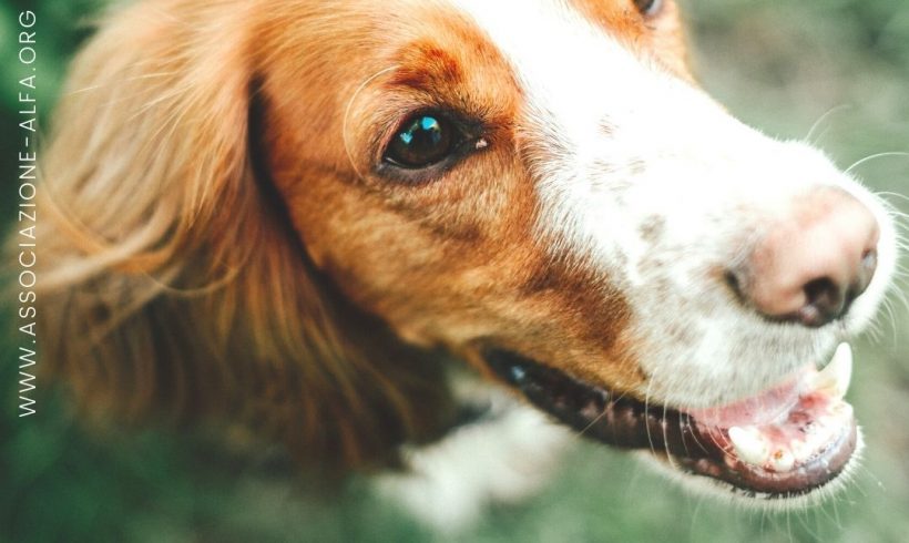 PAPPATACI, ZECCHE, PULCI E ZANZARE: ECCO COME PROTEGGERE IL TUO CANE