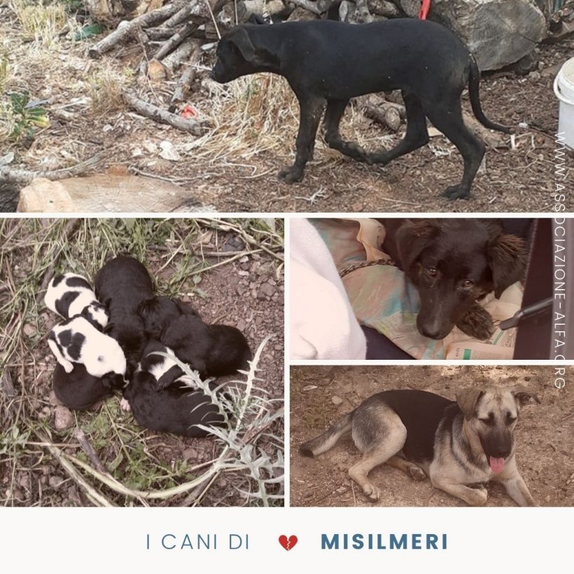 I cani di Misilmeri, in Sicilia