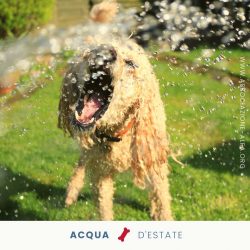 Il colpo di calore nel cane Il colpo di calore nel cane