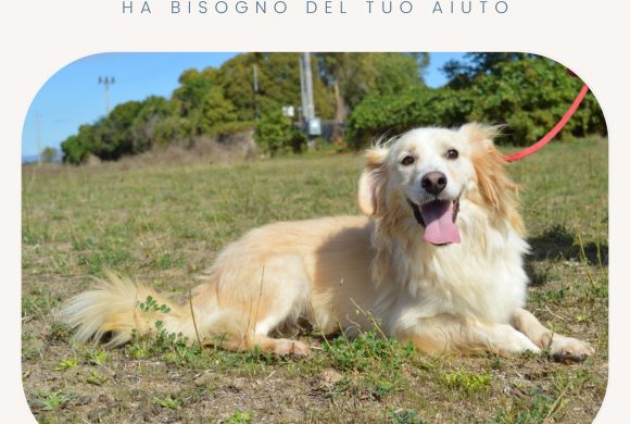 Raccolta fondi per Lavinio Raccolta fondi per Lavinio