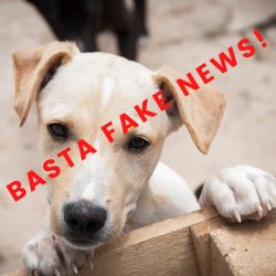 Adozioni in Germania: sfatiamo le fake news!