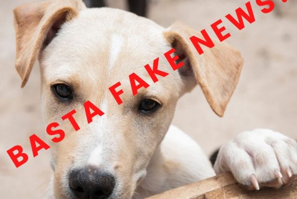 Adozioni in Germania: sfatiamo le fake news!