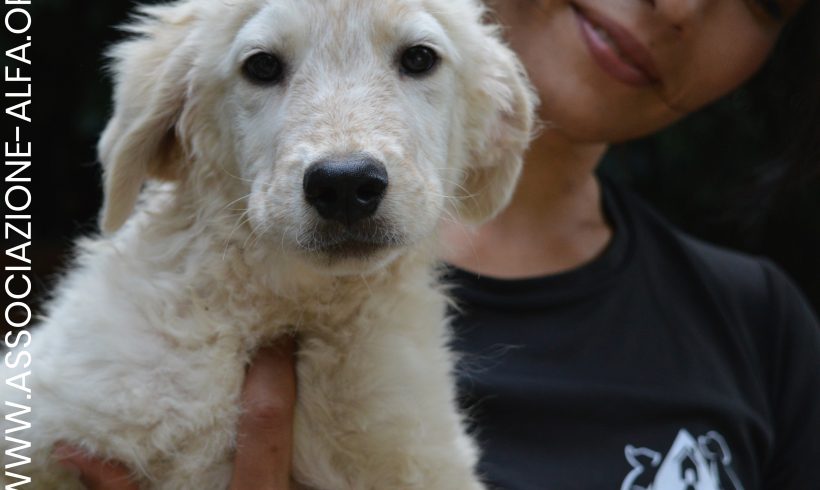 Oltre 2.000 cani adottati nella provincia di Roma