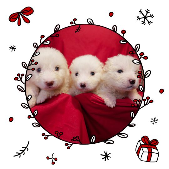 cuccioli di natale