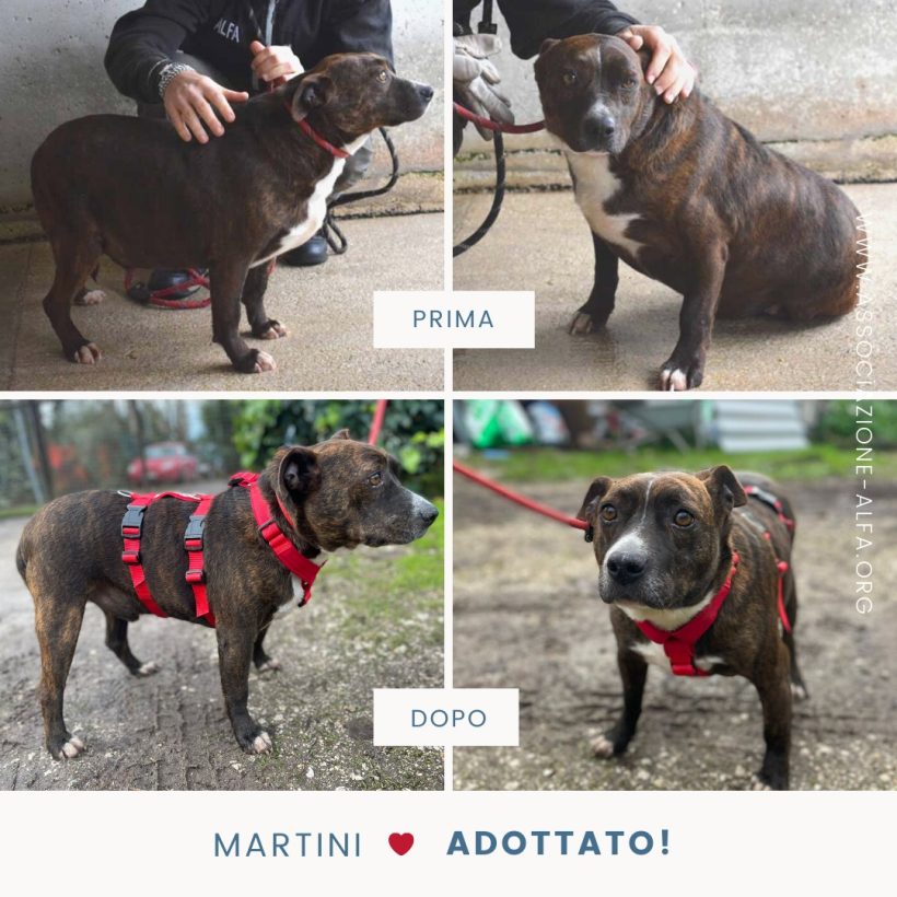 Martini è stato adottato!