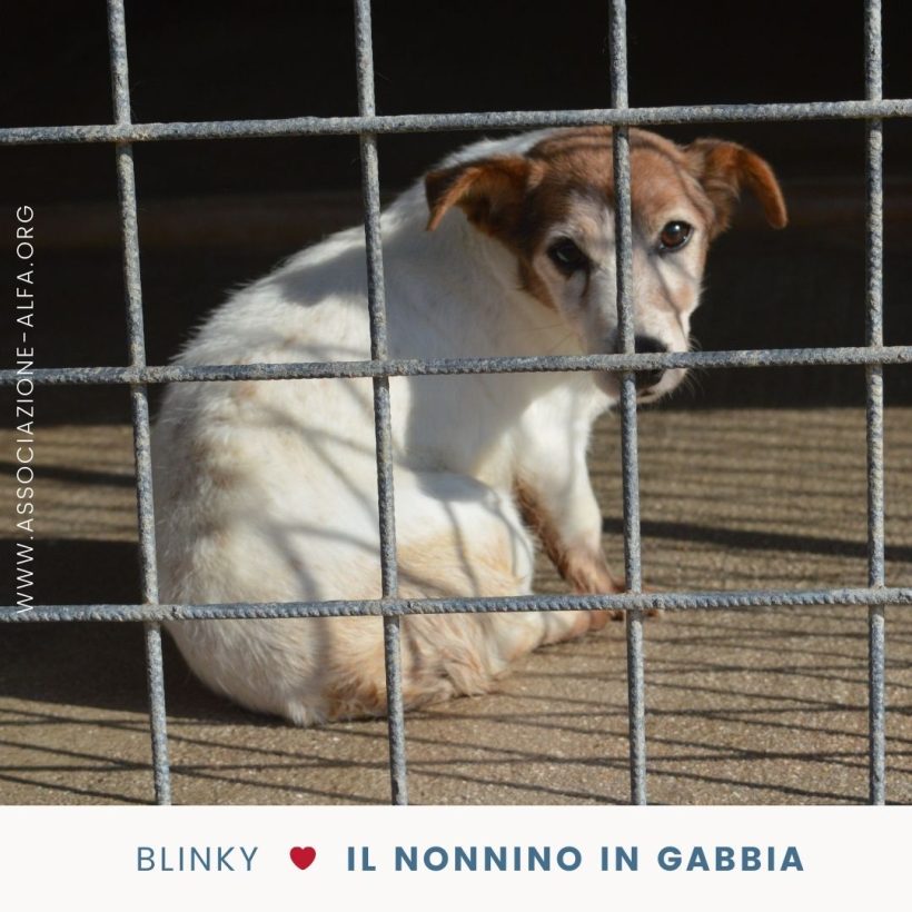 Blinky: il nonnino che “morde” la vita