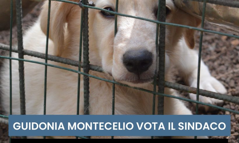 Guidonia Montecelio vota il Sindaco: in arrivo le pagelle di ALFA