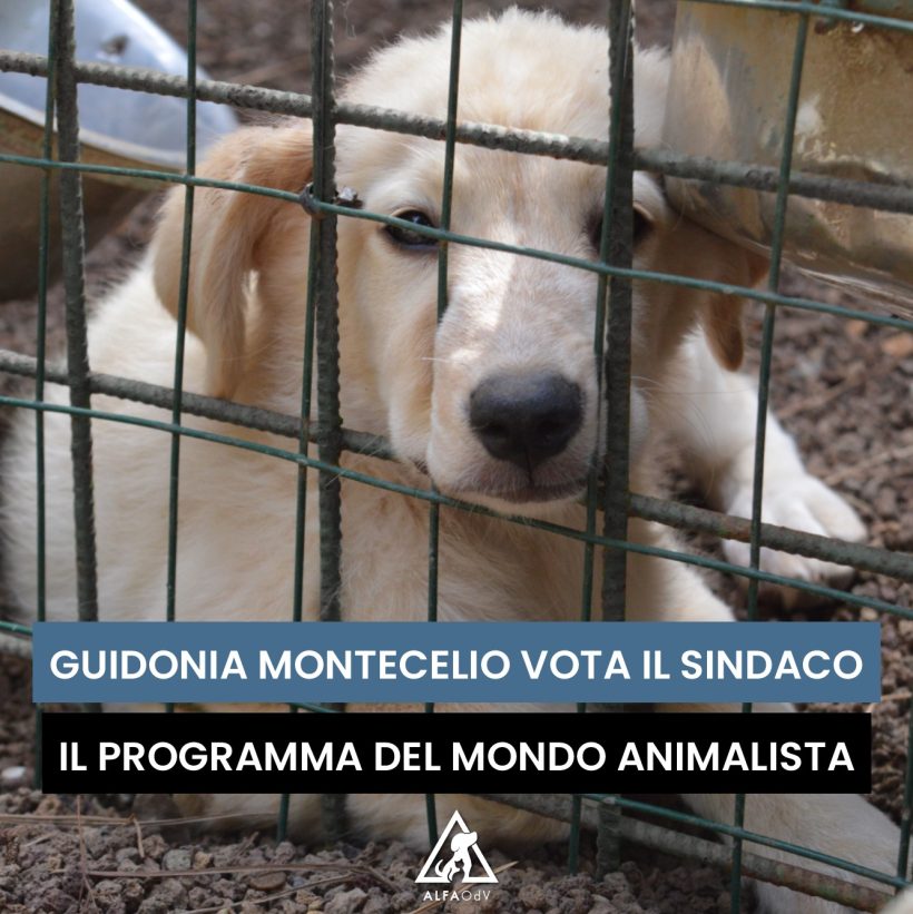 Guidonia Montecelio vota il Sindaco: in arrivo le pagelle di ALFA