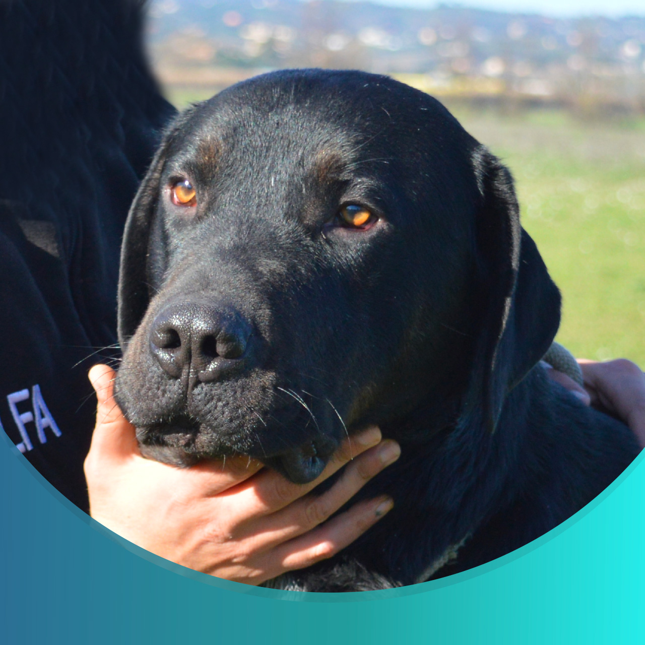 Lettera di un cane abbandonato