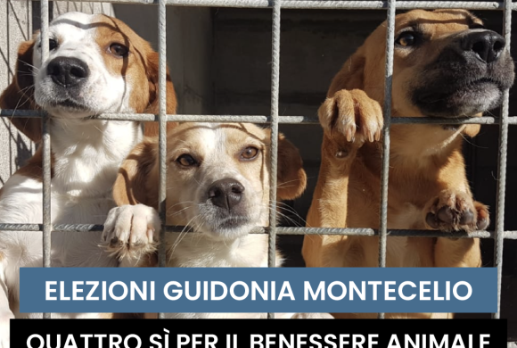 Guidonia Montecelio elezioni: quattro sì per il benessere degli animali