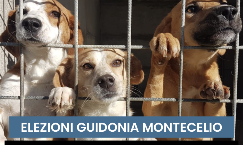 Guidonia Montecelio elezioni: quattro sì per il benessere degli animali