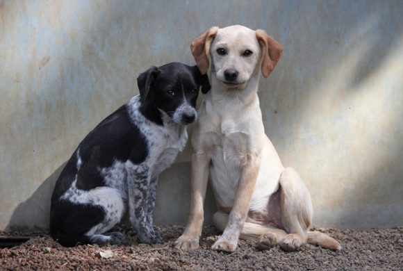 Guidonia elezioni: candidati sindaco a confronto per il benessere animale