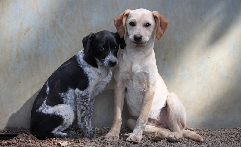 Guidonia elezioni: candidati sindaco a confronto per il benessere animale