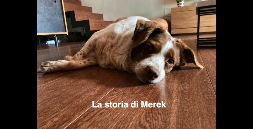 La storia del cuore di Merek