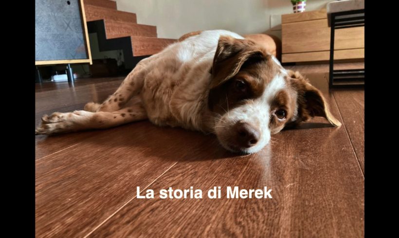 La storia del cuore di Merek