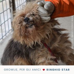 Growlie, per gli amici Ringhio Star!
