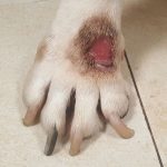 ferite da leccamento cane