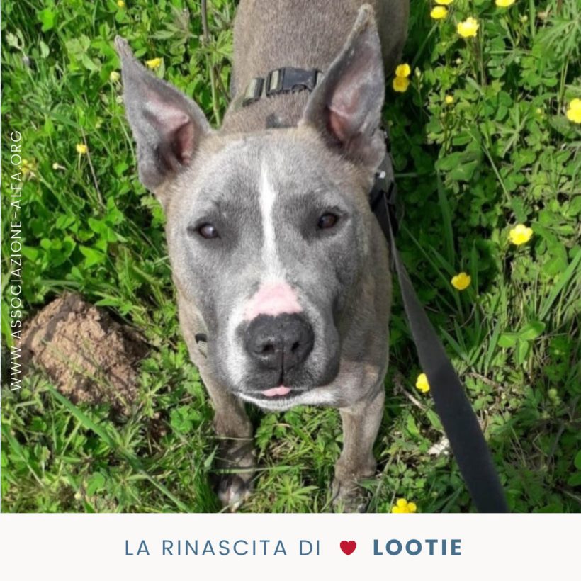 La rinascita di Lootie