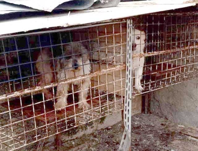Video-reportage esclusivo: decine di cani incatenati e gatti rinchiusi alle porte di Palermo