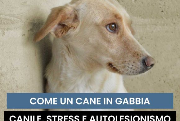 Come un cane in gabbia: canile, stress e autolesionismo